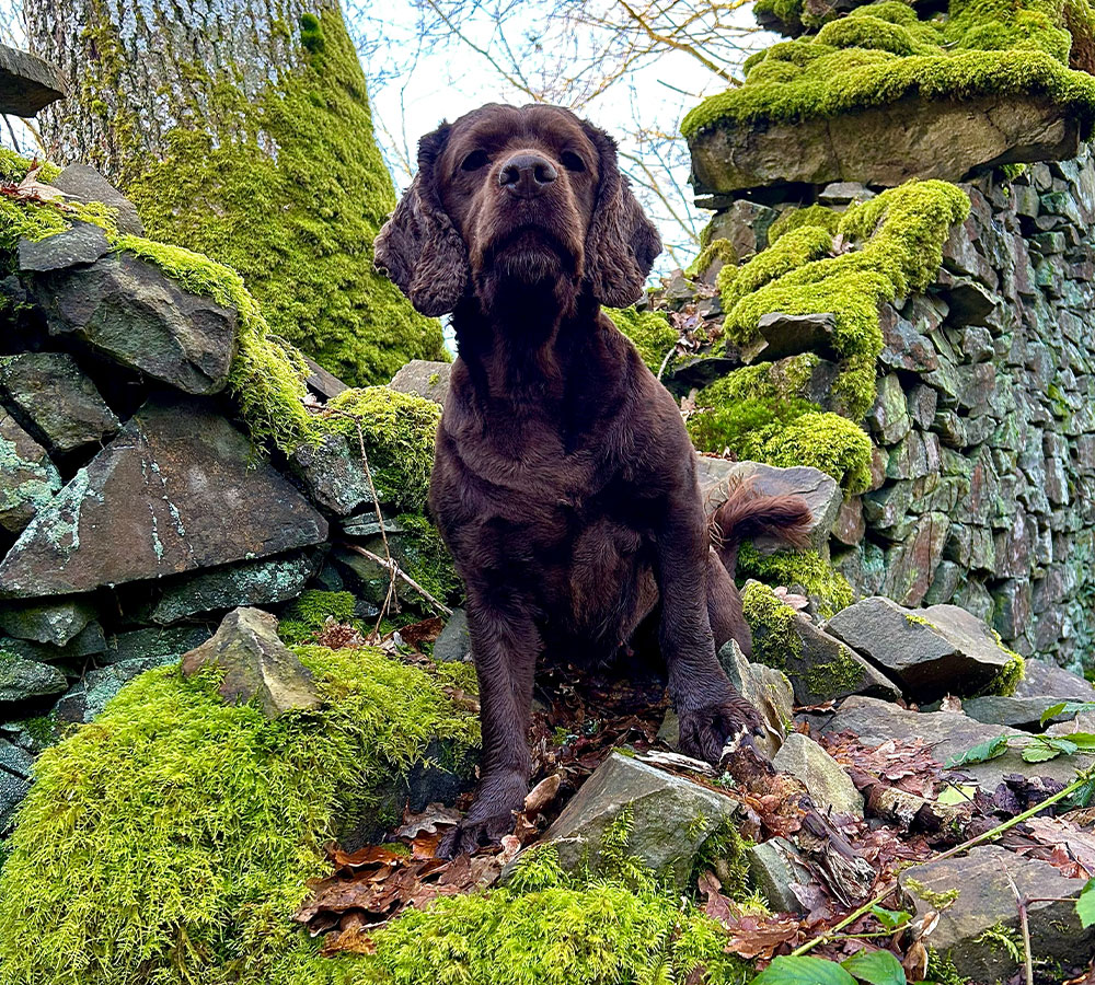 Dog Photography